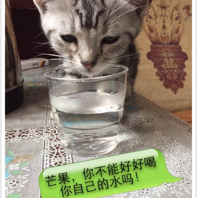 利物浦大学艺术文凭证书